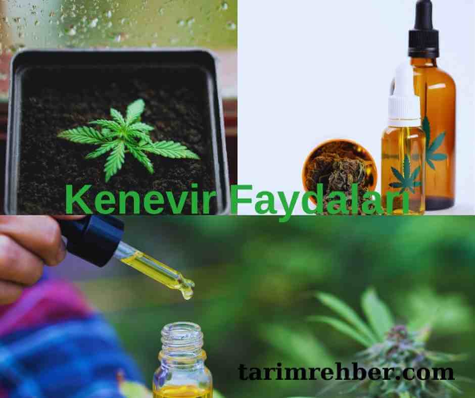 Kenevir Faydaları kapak görsel