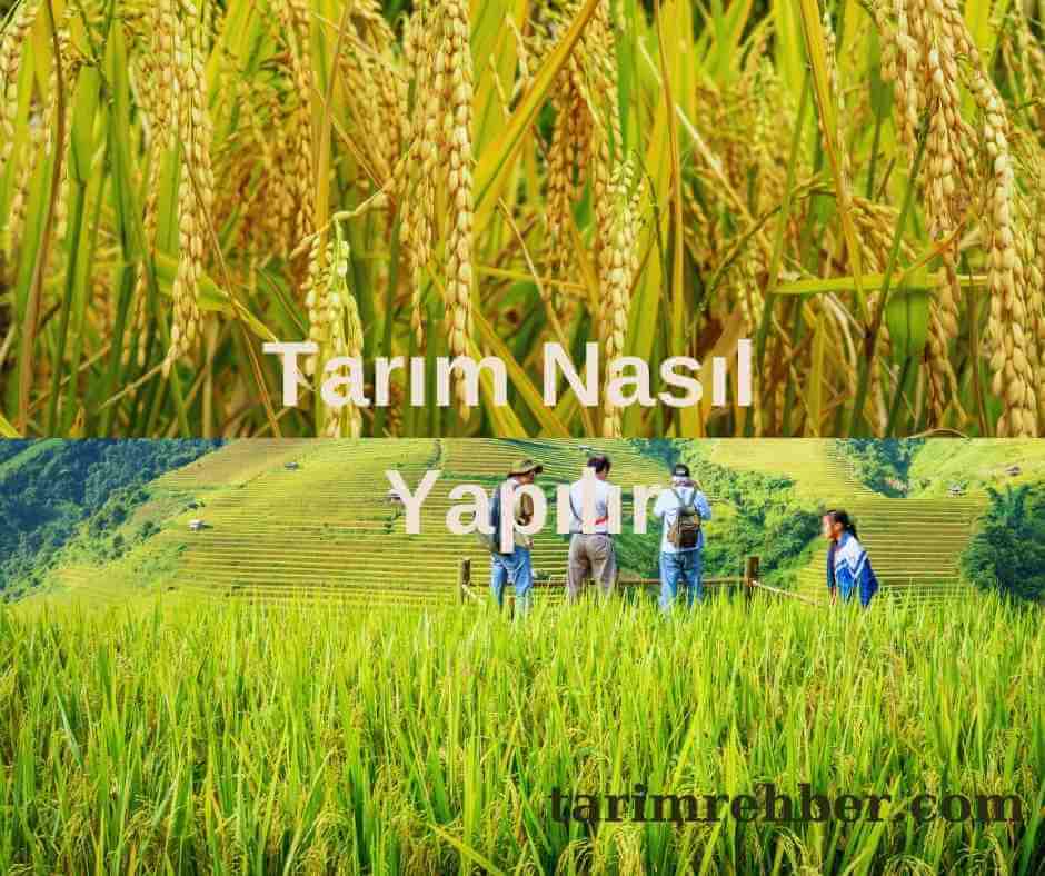 Tarım Nasıl Yapılır kapak fotoğrafı